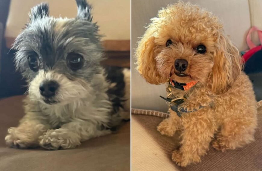 Tom Brady and Orlando Bloom Share a Lighthearted Moment About Their Adorable 'Guard Dogs' Following Athlete's Announcement of His Cloned Pet