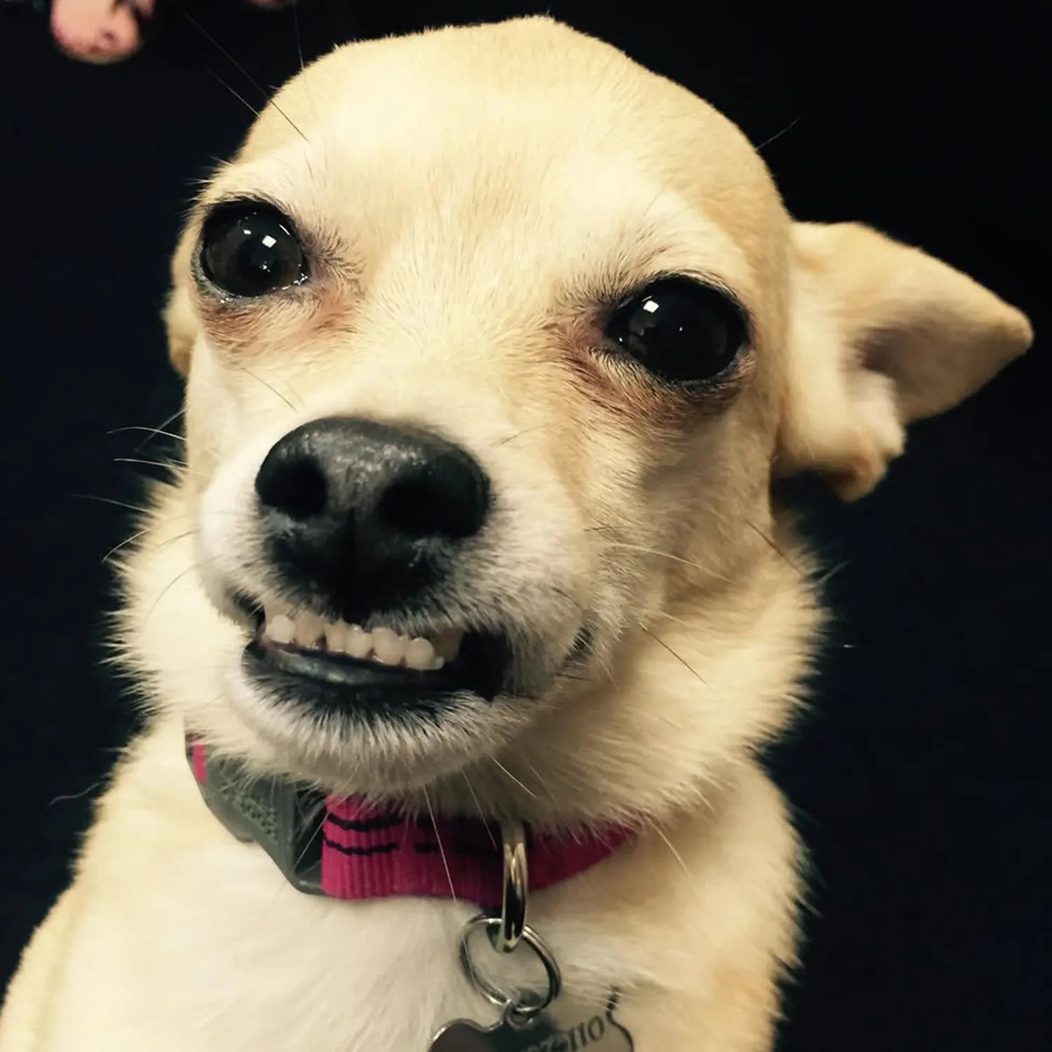 Miranda Lambert Mourns Death of 15-Year-Old Dog Cher