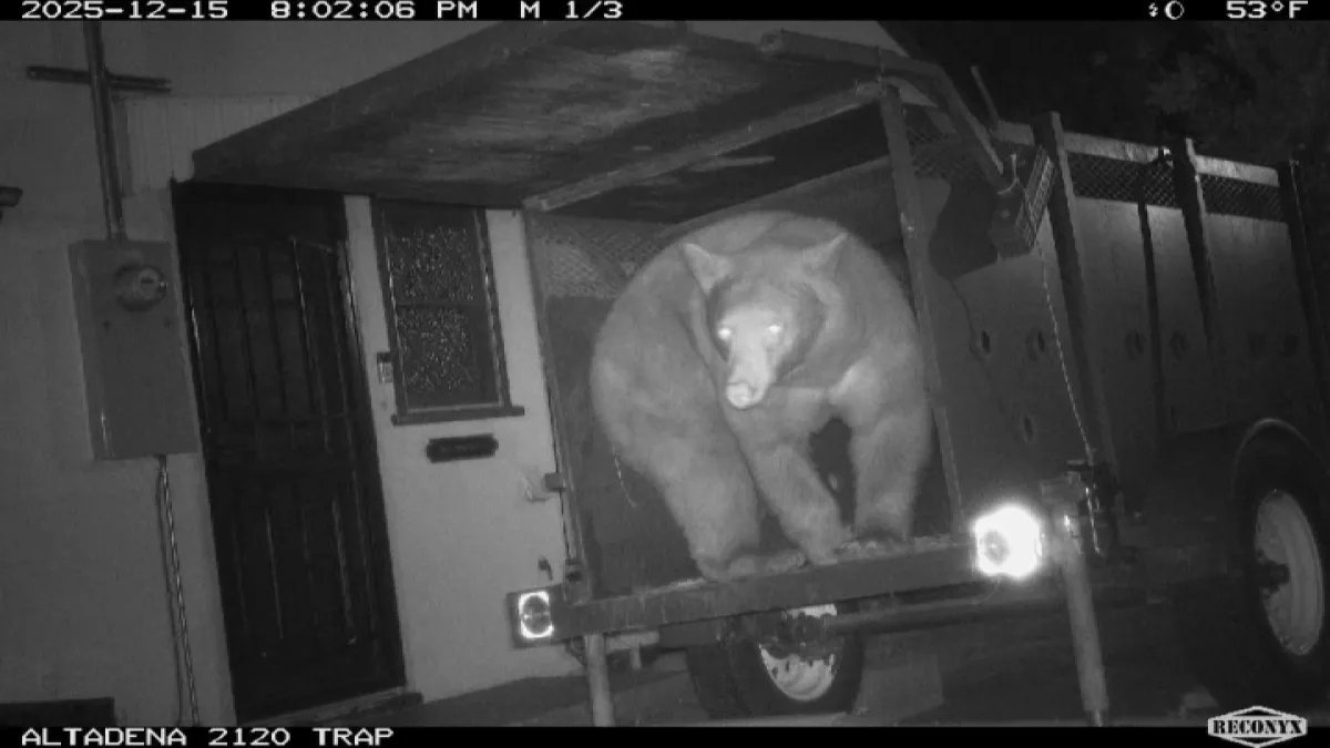Biologists Catch Bear in Altadena to Assist Local Homeowner