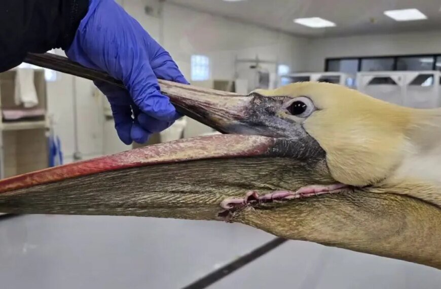 California Brown Pelican Makes a Comeback After Neck Injury