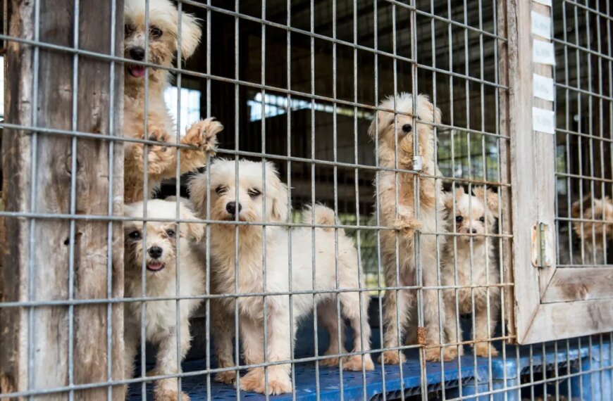 California's New Animal Protection Laws Coming in 2026