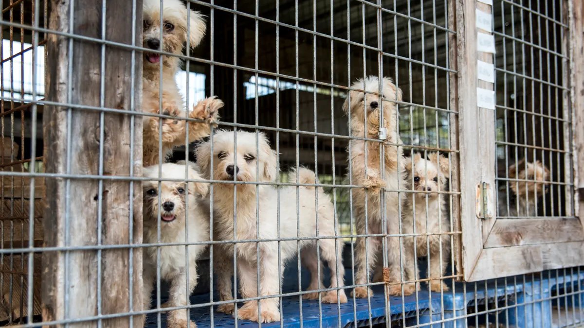 California's New Animal Protection Laws Coming in 2026