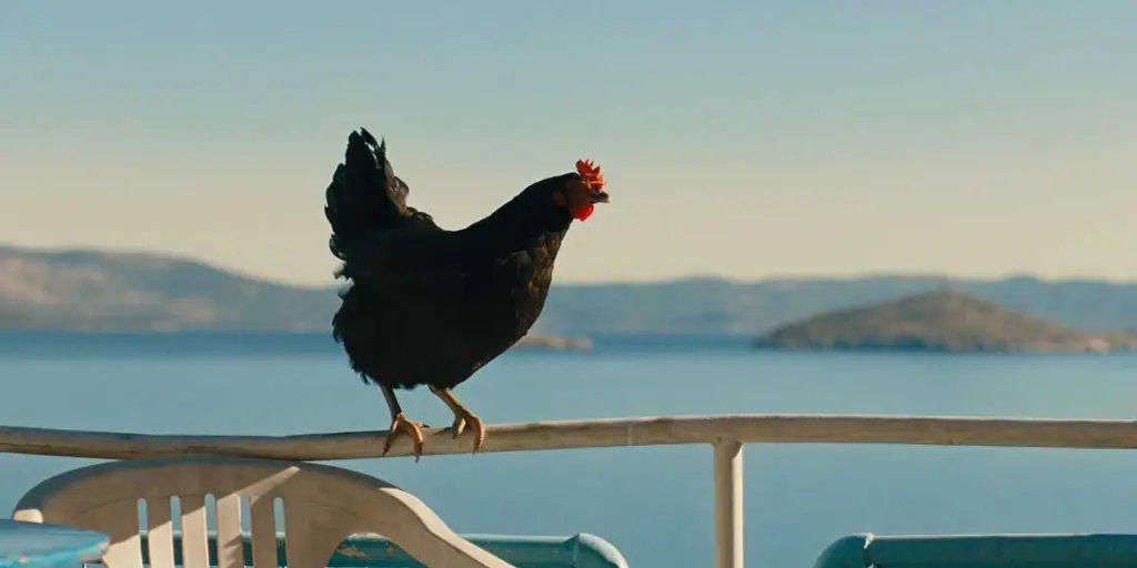 György Pálfi’s Film 'Hen' Secures Domestic Distribution Deal at TIFF