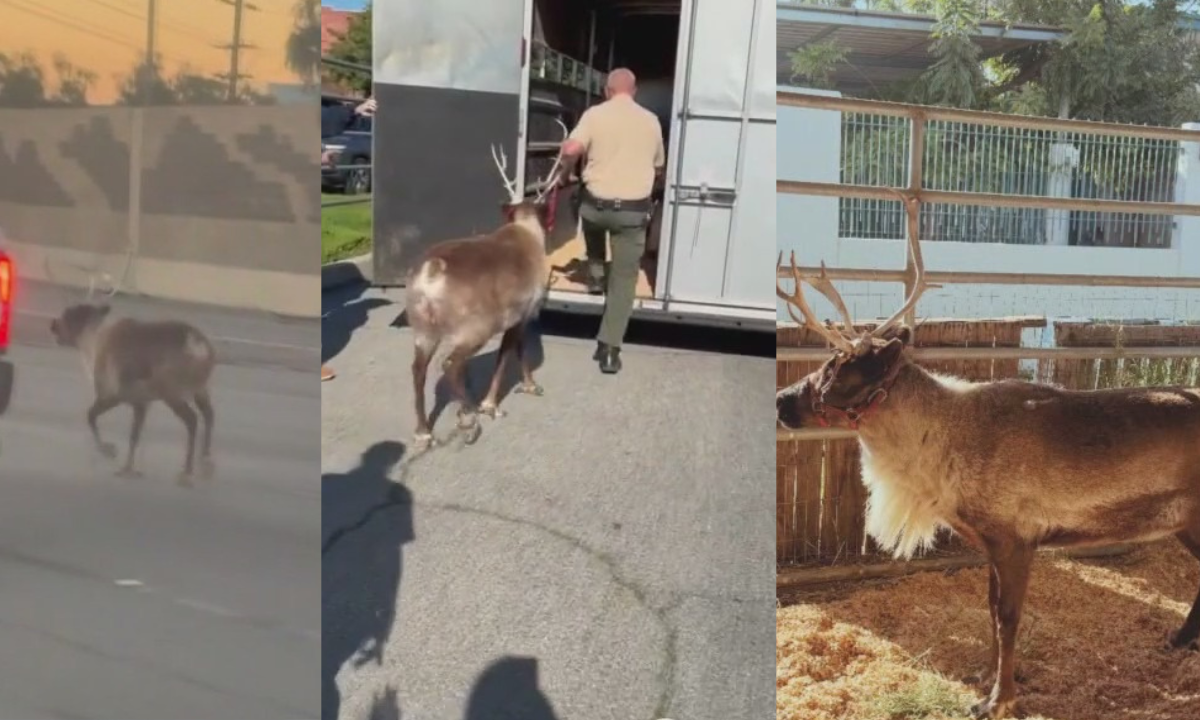 Reindeer Make a Surprise Appearance on LA Freeway