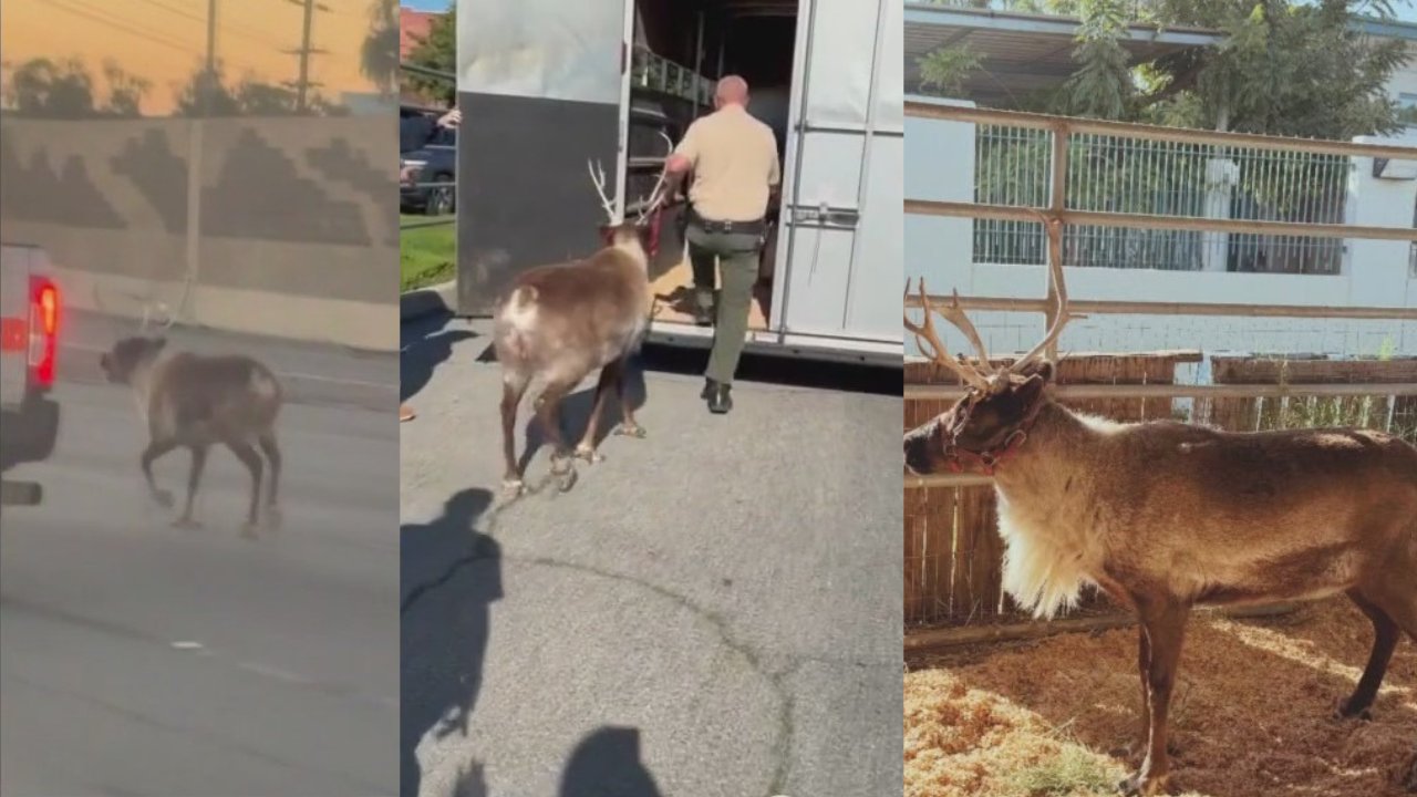 Reindeer Make a Surprise Appearance on LA Freeway