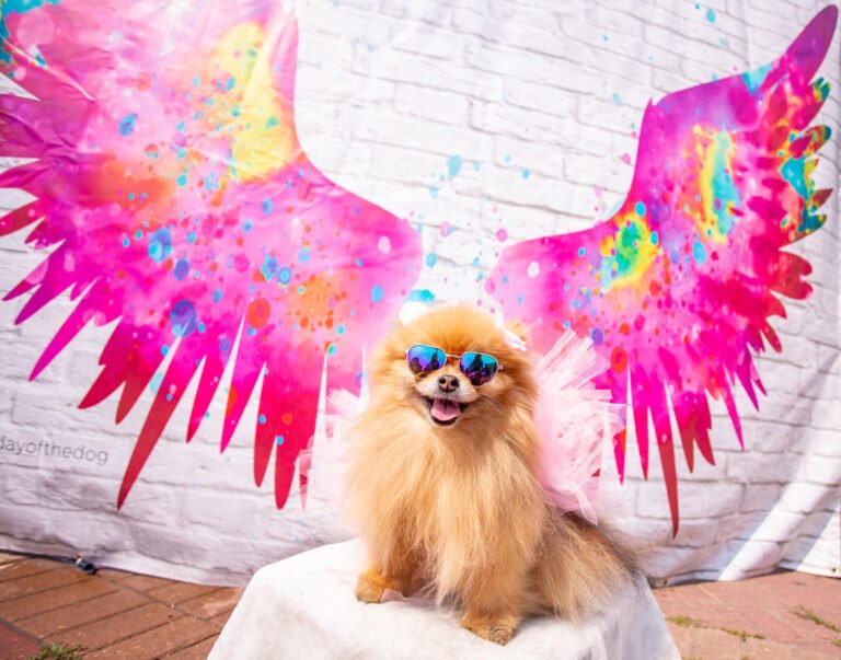 Santa Monica’s Main Street Welcomes Our Furry Friends This Sunday