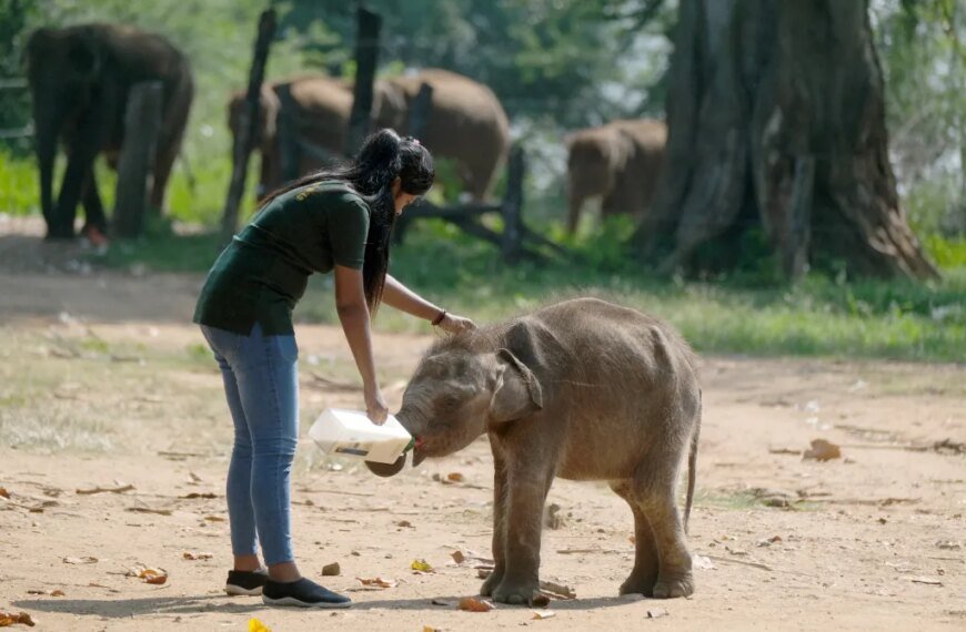 A Look Inside the Largest Baby Elephant Sanctuary: A Unique UK-Canada Collaboration