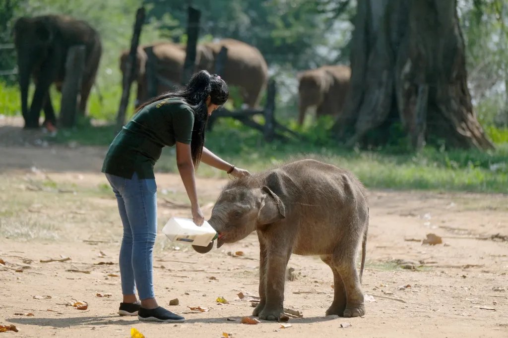 A Look Inside the Largest Baby Elephant Sanctuary: A Unique UK-Canada Collaboration