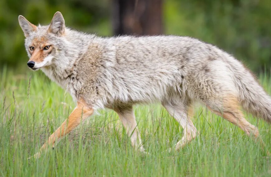Be Aware: Coyote Breeding Season is Here, and Officials Share Safety Tips
