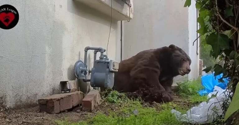 Bear Rescued After Living in Crawl Space of Altadena Home for Days