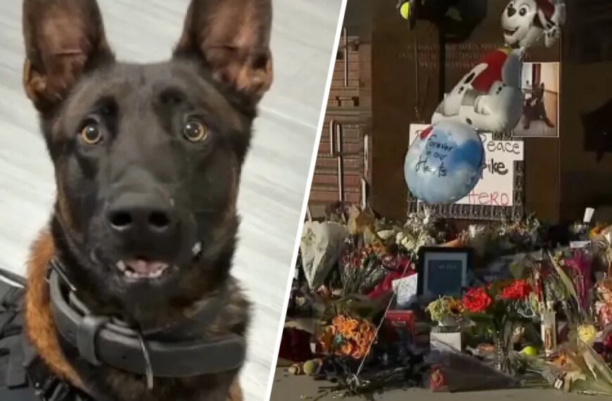 Burbank K-9 Shooting: A Look at the Body Camera Footage