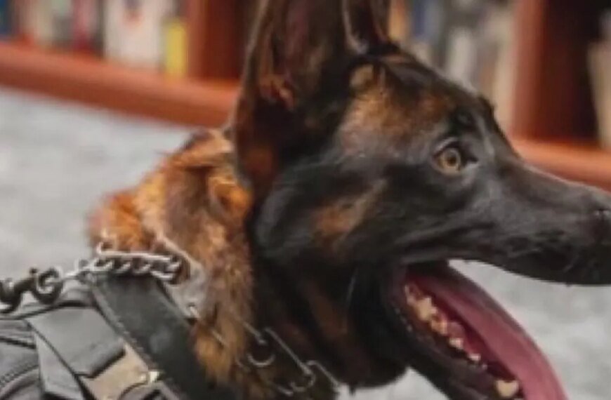 Footage Released of the Incident Involving Burbank K-9 Spike's Tragic Passing