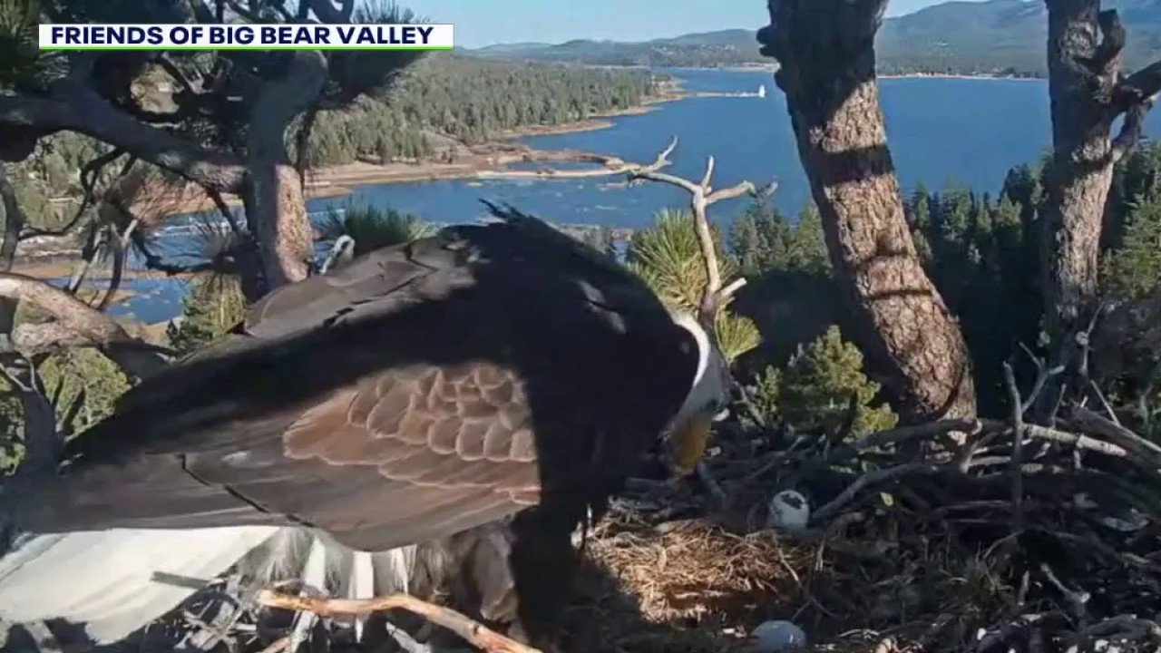 Jackie and Shadow, the Bald Eagles of Big Bear, Face Heartbreak After Raven Attack Claims Both Eggs
