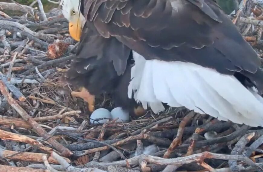 Join Jackie and Shadow as They Welcome Their First Two Eggs of 2026 on the Big Bear Bald Eagle Live Cam