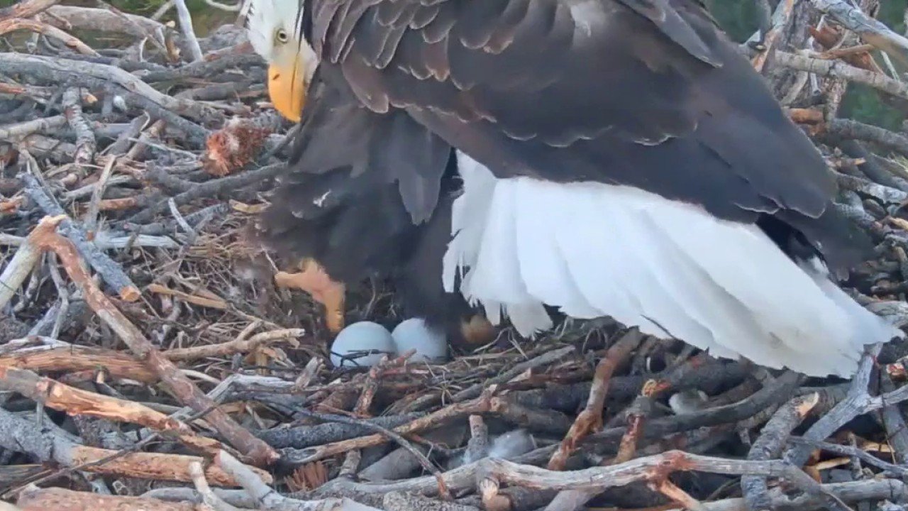 Join Jackie and Shadow as They Welcome Their First Two Eggs of 2026 on the Big Bear Bald Eagle Live Cam