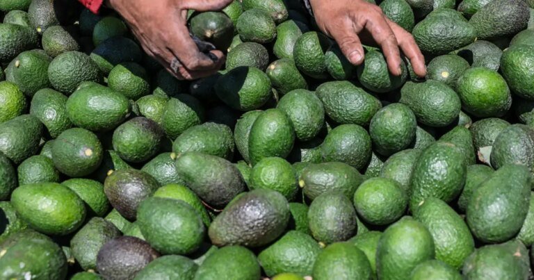 Local Avocado Giant in Ventura County Acquires Leading Competitor