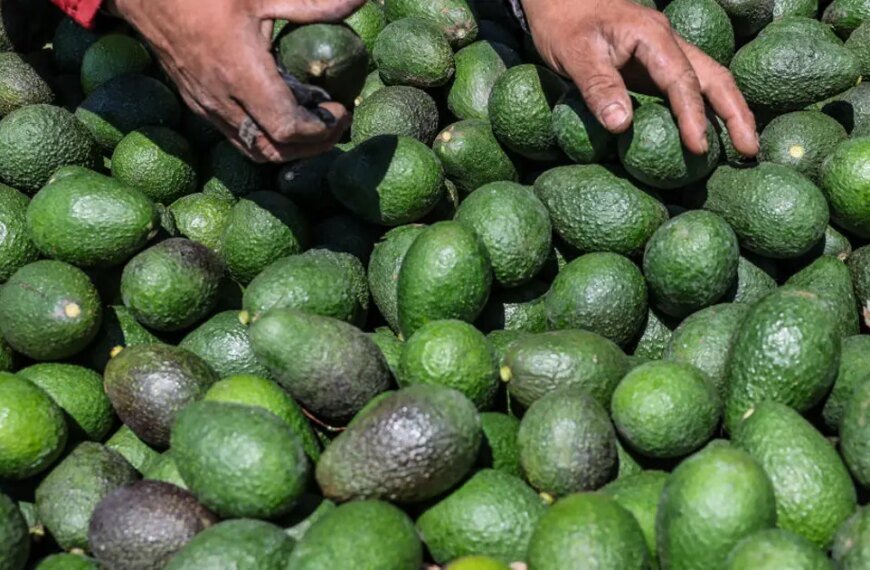 Local Avocado Giant in Ventura County Acquires Leading Competitor