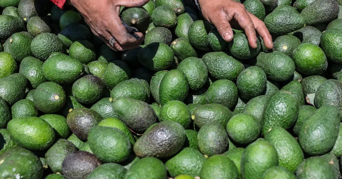 Local Avocado Giant in Ventura County Acquires Leading Competitor