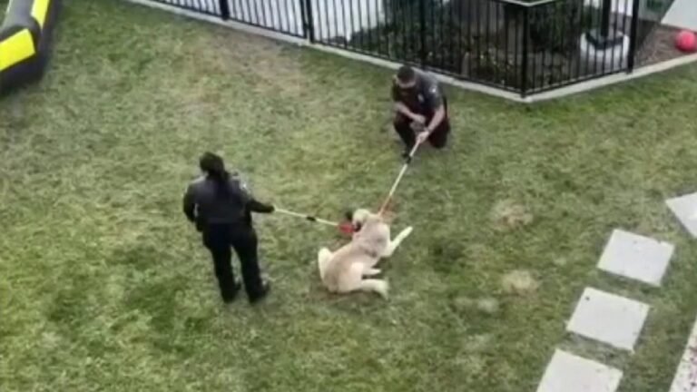 Local Residents Concerned After Video Shows Animal Control Officers Using Force on Dog
