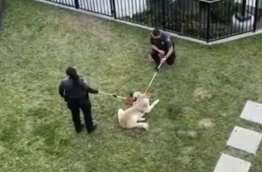 Local Residents Concerned After Video Shows Animal Control Officers Using Force on Dog