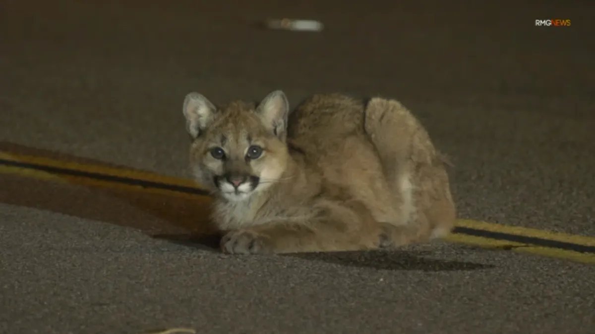 Mountain Lion Cub Spotted Taking a Break in Castaic Neighborhood Road