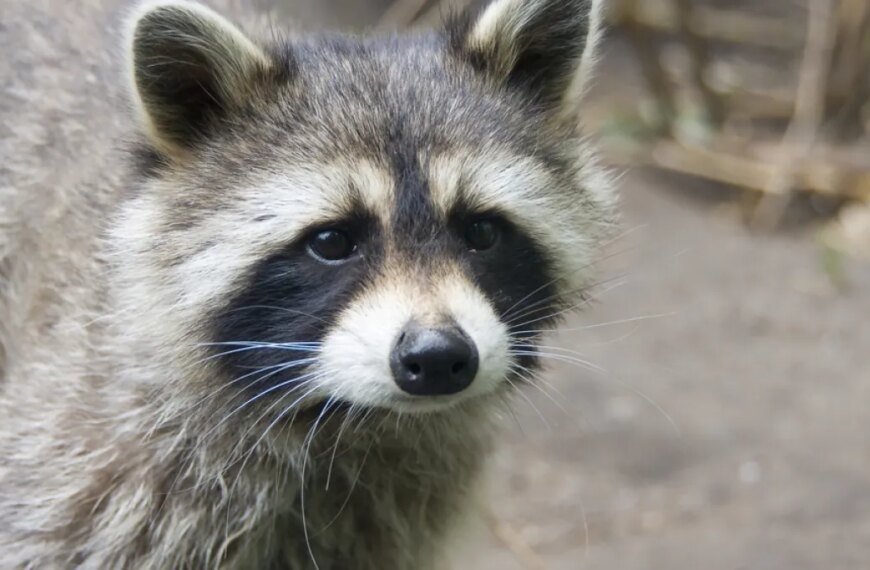 Raccoon Roundworm Eggs Found in Dog in San Fernando Valley