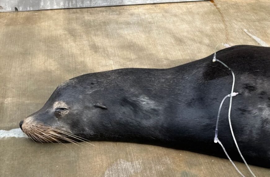 Sea Lion on the Mend After Being Rescued with Bullets in His Head