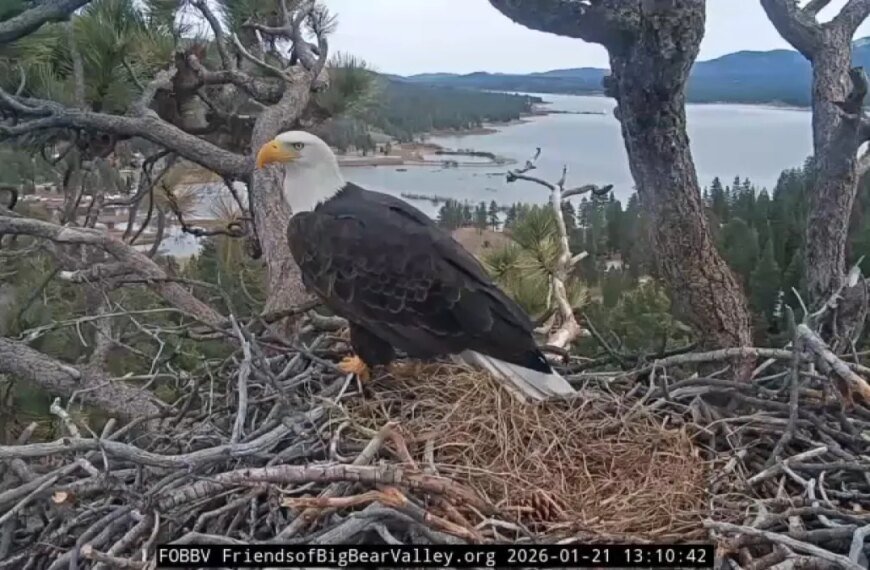 Signs That Jackie and Shadow's Nest Is Ready for Eaglets