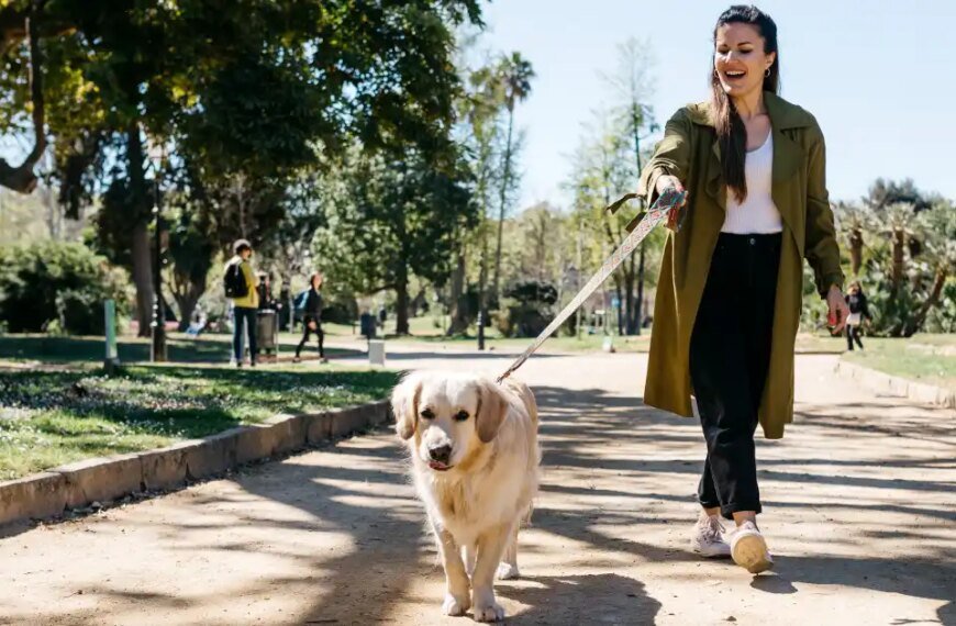 Support Your Dog's Energy, Digestion, and Movement with This Vet-Approved Multivitamin