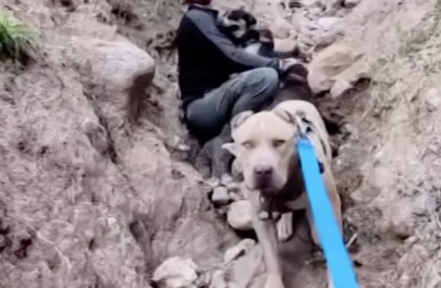 Three Dogs Joyfully Reunited with Their Owners After Being Rescued in Santa Clarita Valley