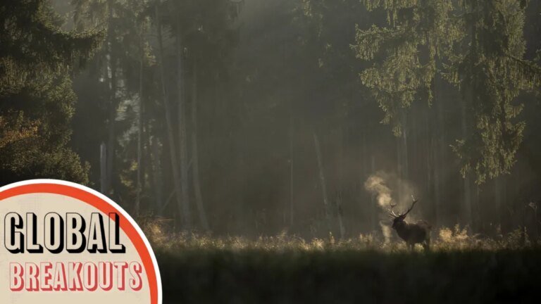 Whispers In The Woods: A Nature-Loving Documentary Captivates One Million Viewers in French Cinemas