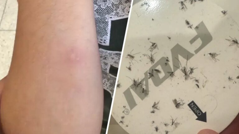 Why El Segundo Residents Are Struggling with Mosquitoes and Where They Might Be Coming From