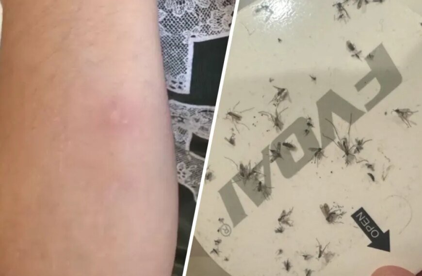 Why El Segundo Residents Are Struggling with Mosquitoes and Where They Might Be Coming From