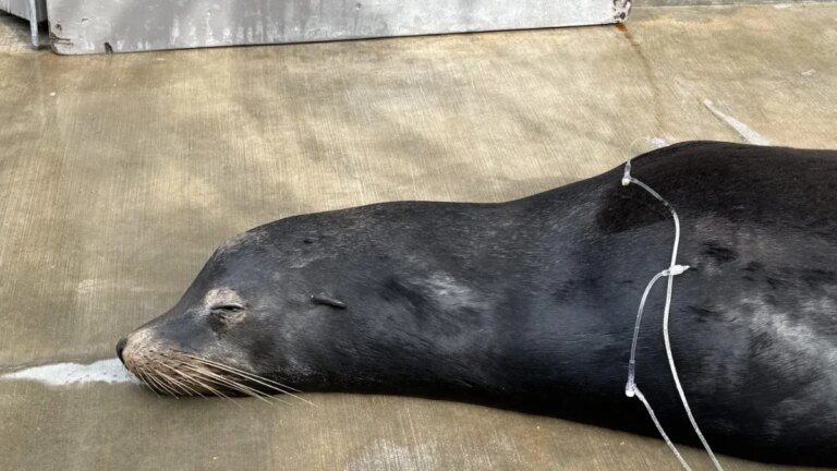 X-rays Show Rescued Sea Lion from Ballona Creek Had Two Bullets in Its Head