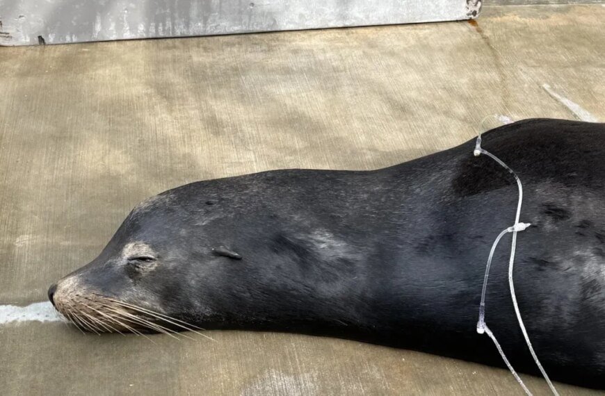 X-rays Show Rescued Sea Lion from Ballona Creek Had Two Bullets in Its Head