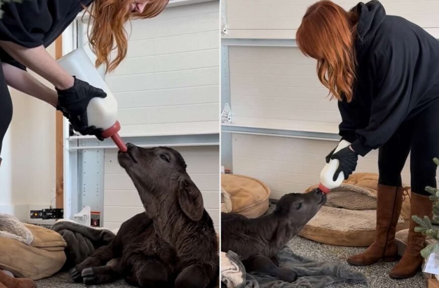 Ree Drummond Shares Heartwarming News About the Newborn Calf Rescued by Her Husband During Winter Storm