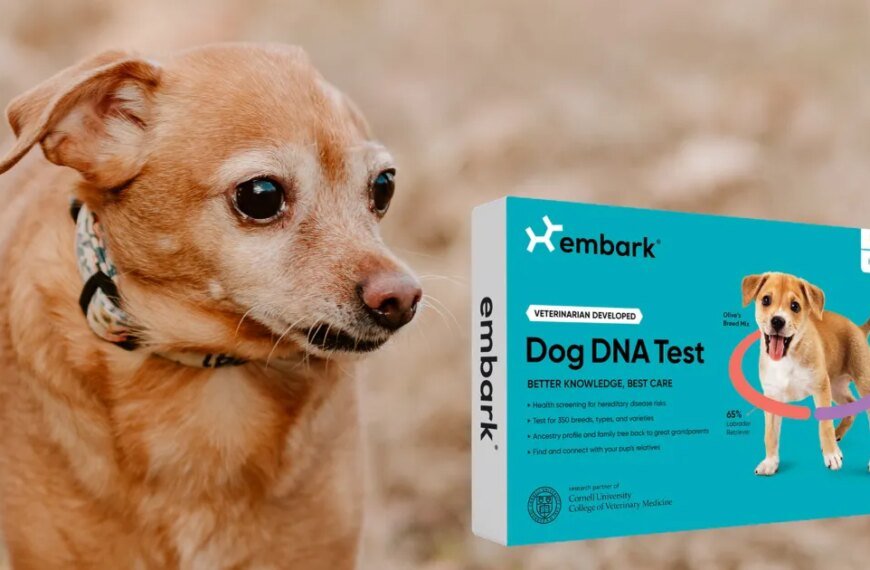 My Experience with the Embark Dog DNA Test: Surprising Discoveries About My Chiweenie and What I Learned