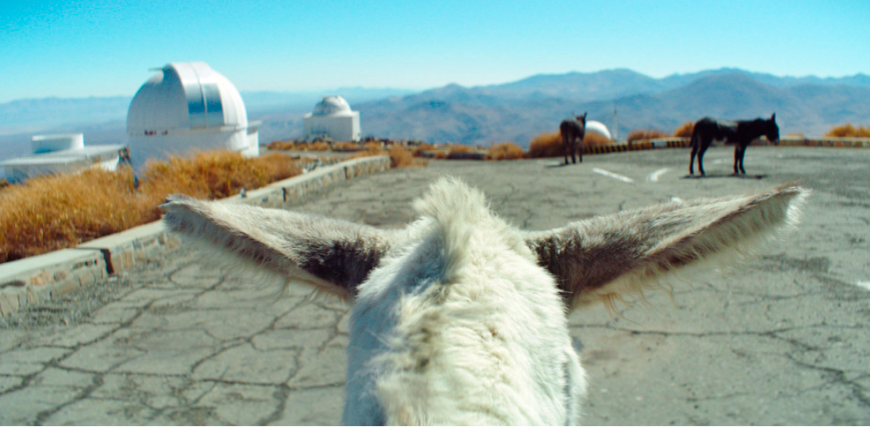 Oscar-Nominated Filmmaker Adds a Unique Flavor to Hollywood