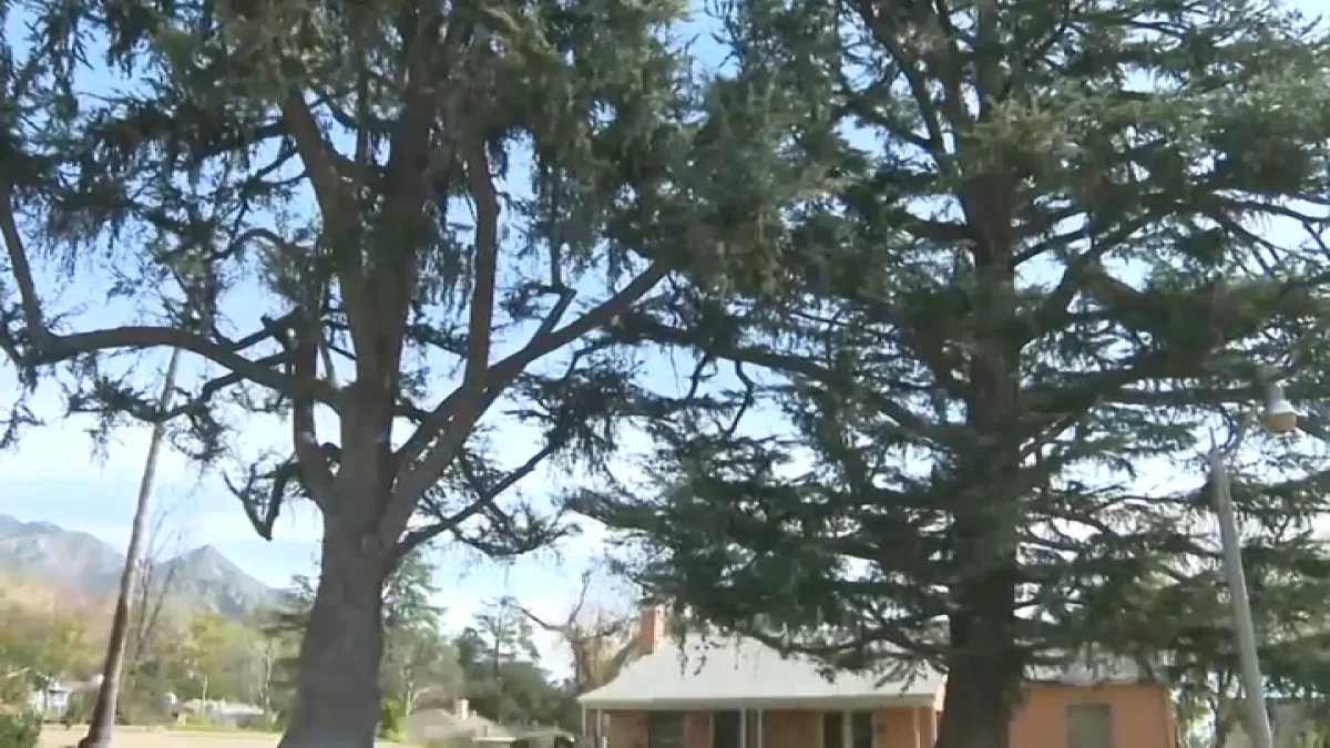 Altadena Residents Share Concerns About Tree Health During Underground Projects