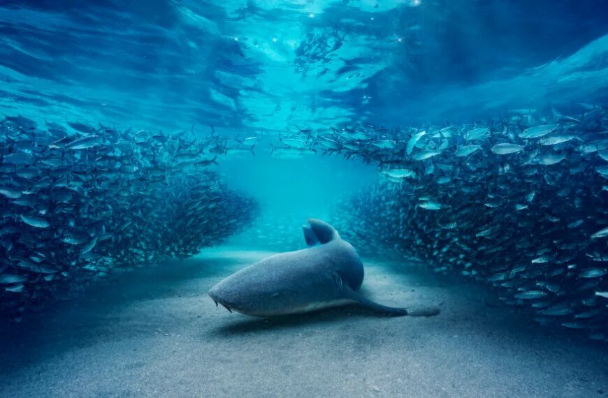 BBC Studios Considers New Paths for Streaming Growth with Microdramas and Family-Friendly Deals Like 'Bluey'