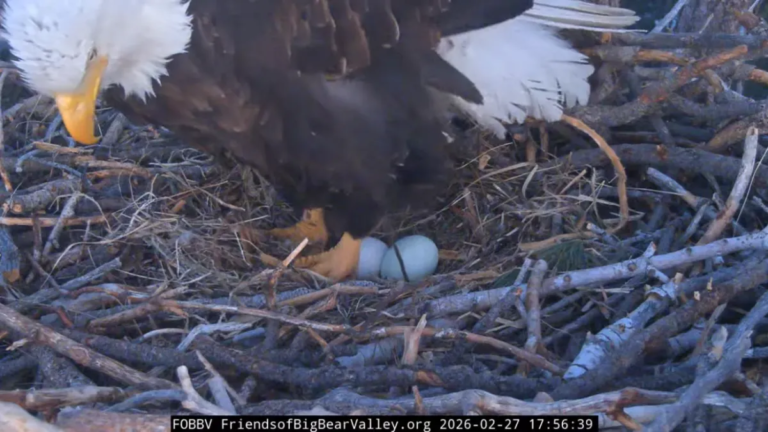 Big Bear's Beloved Eagle Pair Celebrates the Arrival of Their Second Egg
