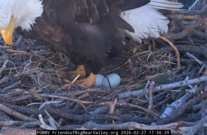 Big Bear's Beloved Eagle Pair Celebrates the Arrival of Their Second Egg