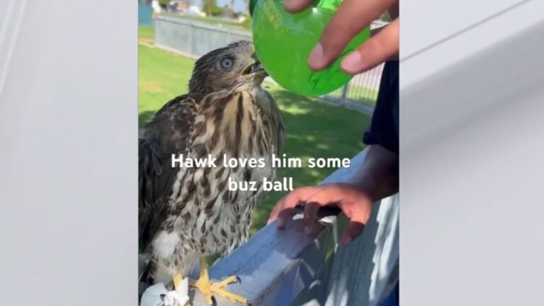California Man Receives Sentence for Providing Alcohol to Baby Hawk