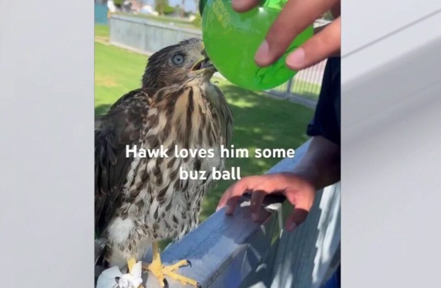 California Man Receives Sentence for Providing Alcohol to Baby Hawk