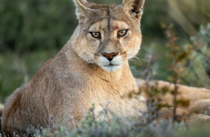 California Mountain Lions: Understanding Their Threatened Status and New State Protections