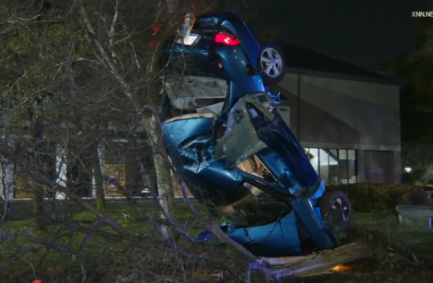 Car Ends Up on Its Front End Leaning Against a Tree in Pomona Accident