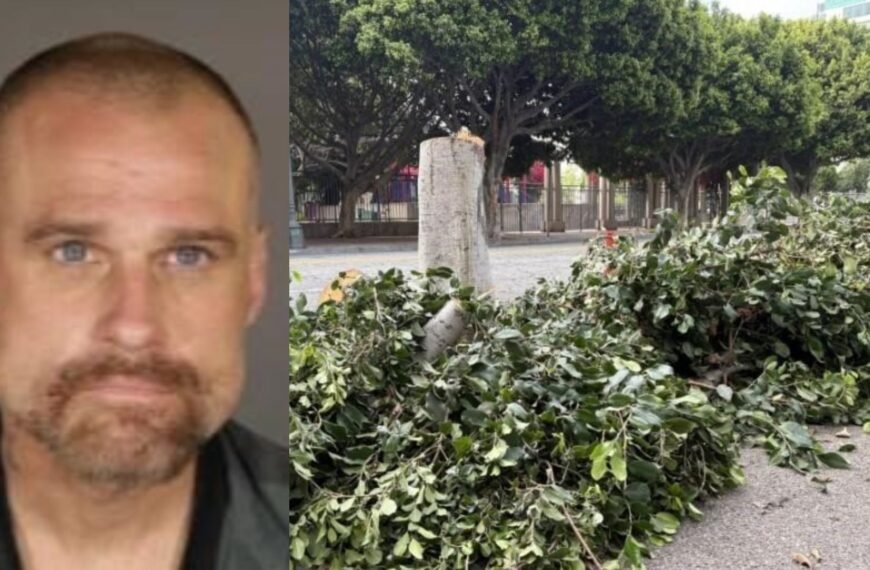 Chainsaw Arborist Receives Sentence for Damaging Trees in Downtown LA