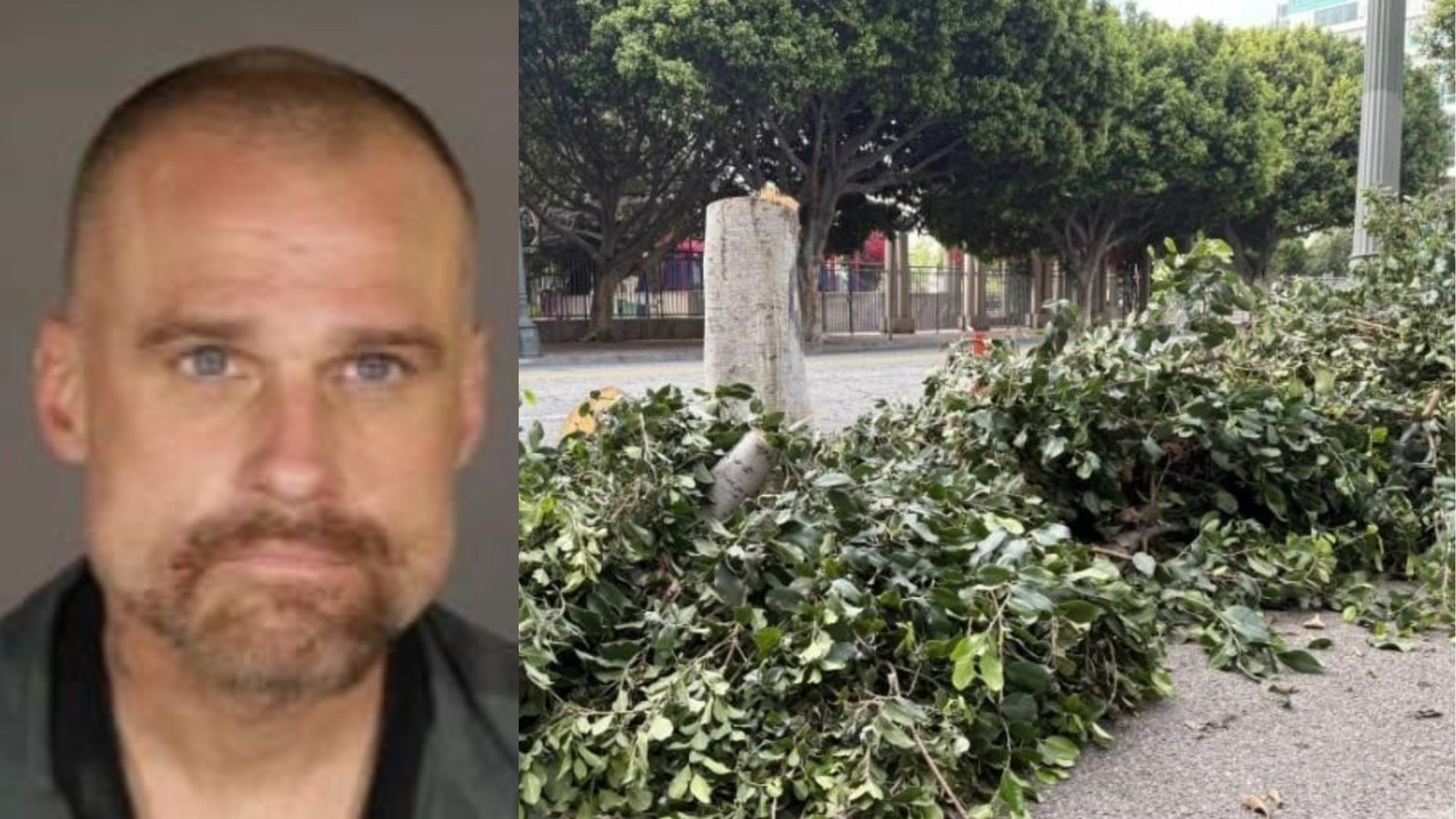 Chainsaw Arborist Receives Sentence for Damaging Trees in Downtown LA