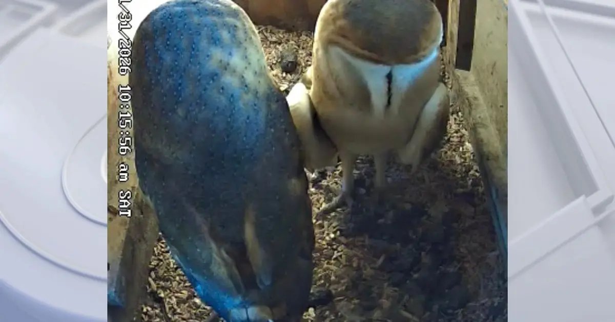 Couple in Shadow Hills Creates Popular Barn Owl Box That Captivates Global Audience