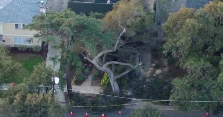 Falling Oak Tree Causes Damage to Cars and Homes in Pomona